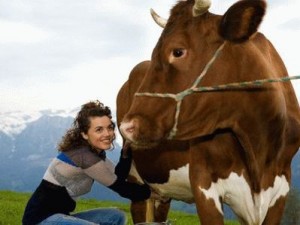 доить корову