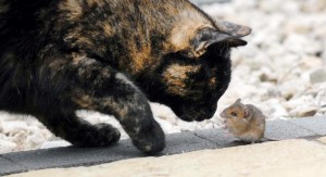 кошка и мышка