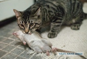 кот принес крысу