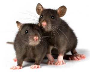 две крысы