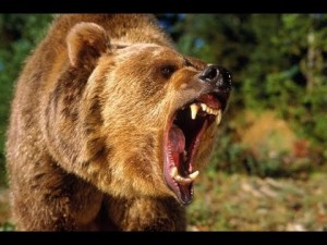 медведь рычит