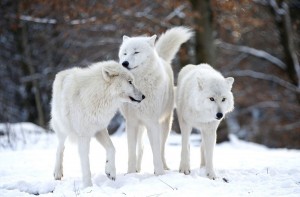 белые волки