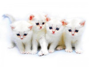 много белых кошек