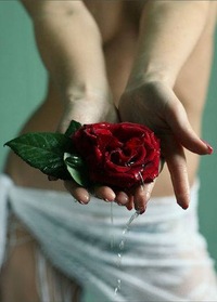 роза в руках