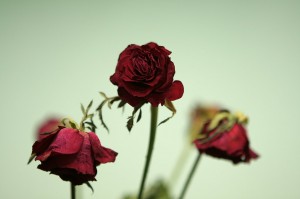 увядшие розы