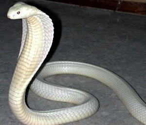 белая кобра