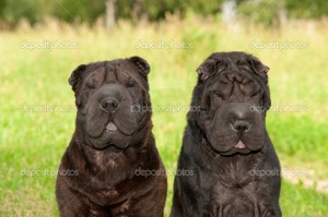две черные собаки