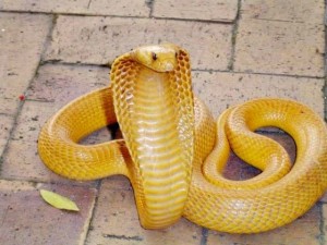 желтая кобра