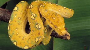 змея желтого цвета