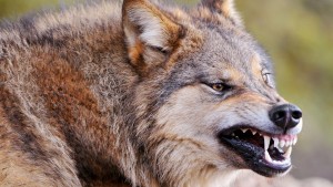 агрессивный волк