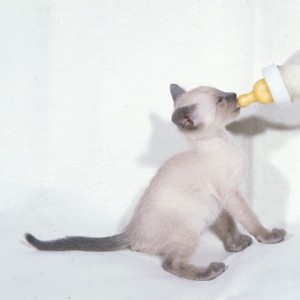 котенок с молоком