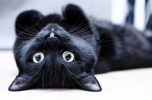 черный кот лежит