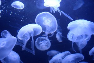 много медуз