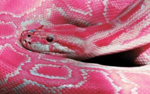 розовая змея