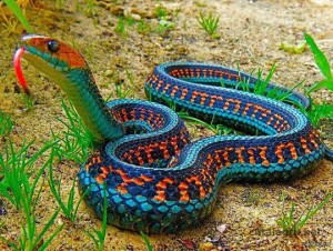 цветная змея