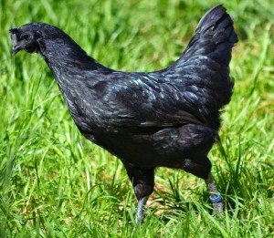 черная курица