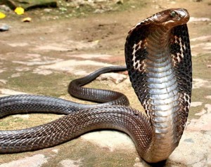 змея кобра