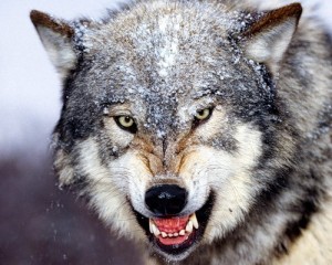 злой волк