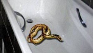 змеи в ванной