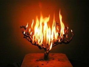 Снится горящее дерево