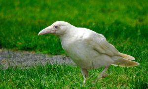Белая птица