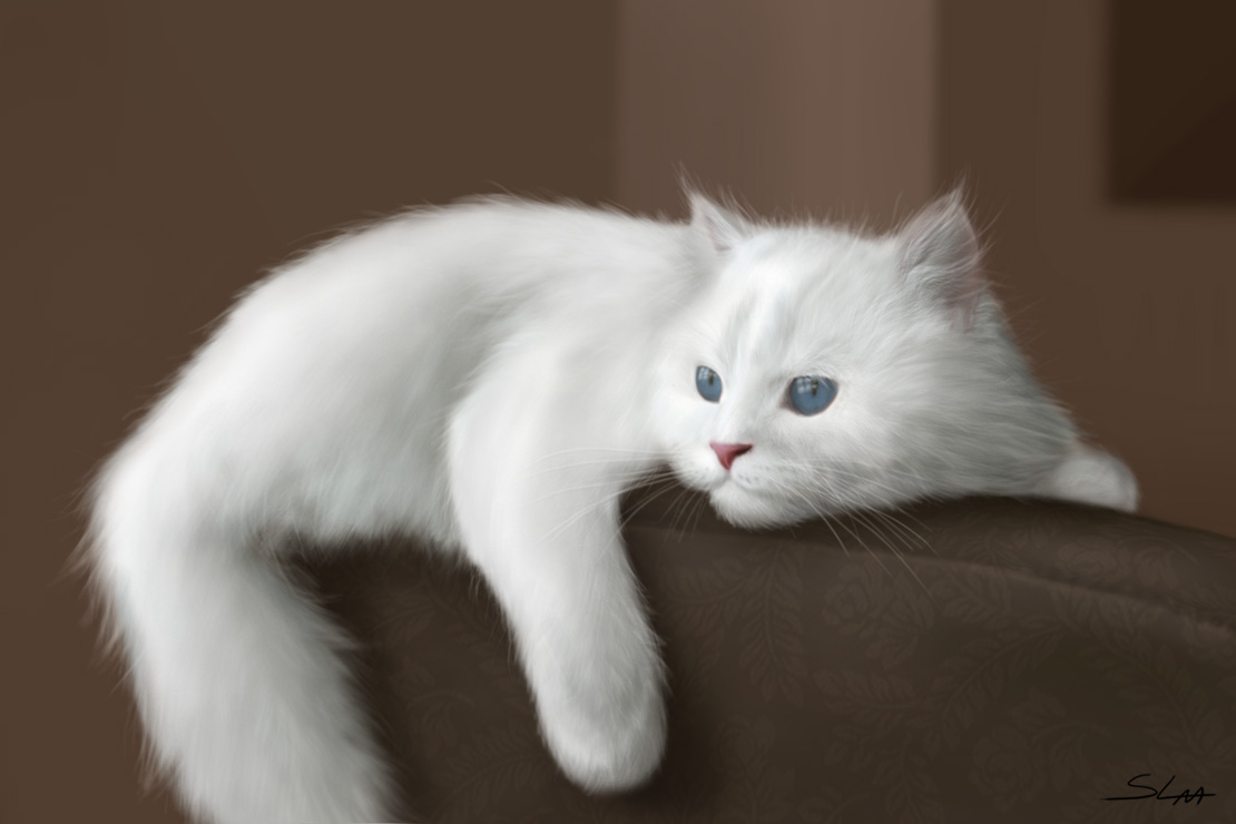 White cat skin. Белый. Спокойный белый кот. Белый кот дыбом. Белая киска.