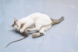 Белый кот поймал мышь