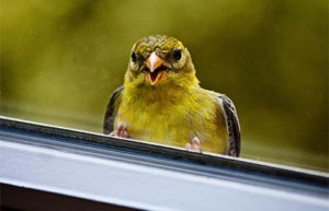 Маленькая птица стучит в окно