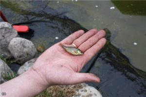 Маленькая рыбка