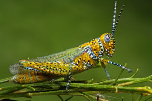 Необычно красивое насекомое