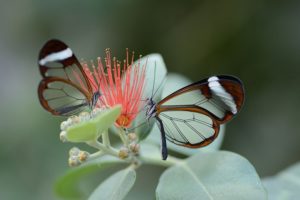Порхание бабочек