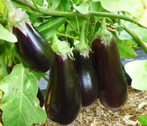 Фиолетовый овощ