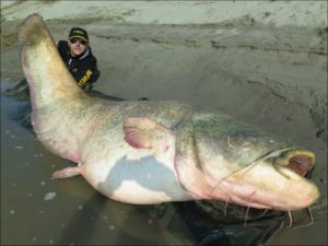 Огромная рыбина