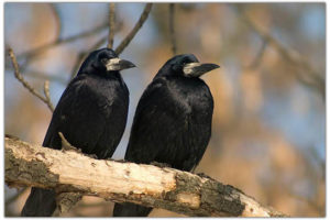 Черные птицы