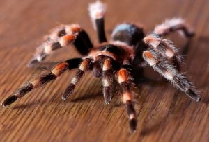 К чему снится паук тарантул