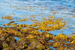желтые водоросли