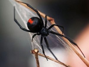 К чему снится паук черная вдова