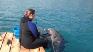 Давать еду дельфину