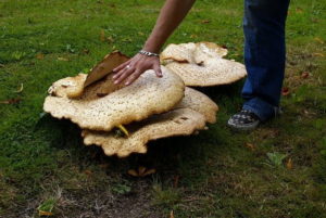 Огромные грибочки