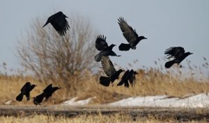 Черные птицы