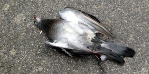 Мертвая птица